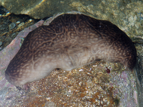 Chondrosia reniformis, Mar Egeo, 06.2011